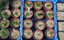 Nursery Propagation