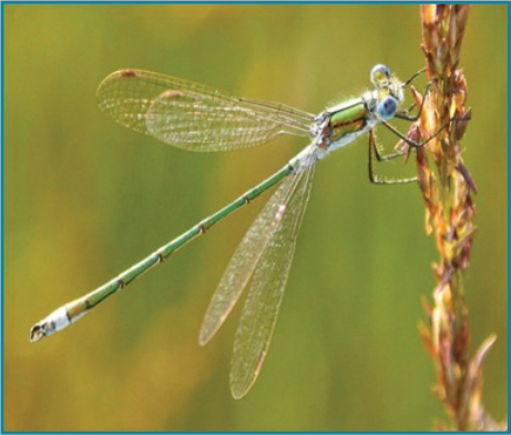 Wildlife Autumn 22